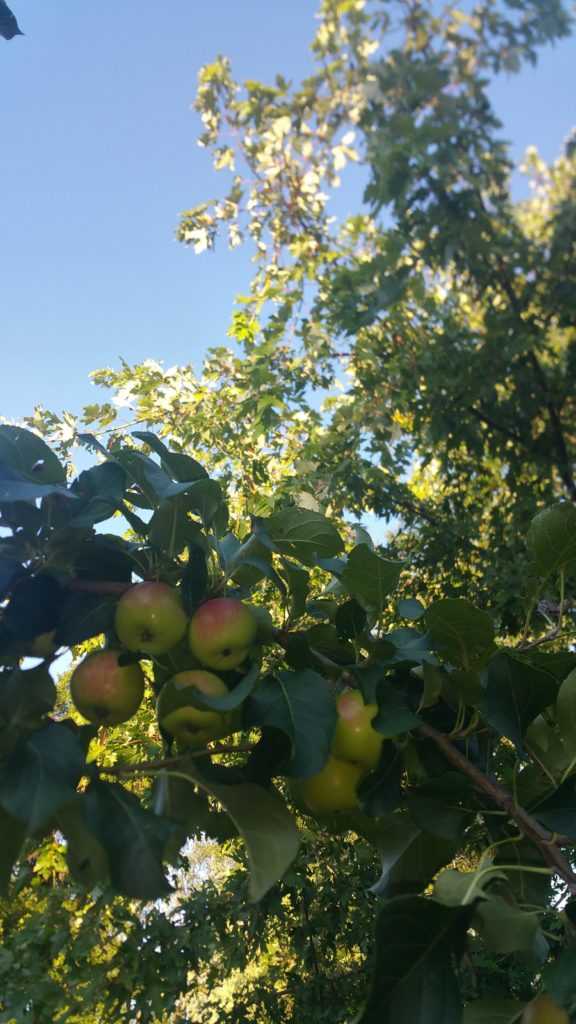 Apples right from the tree. Natures Supermarket.